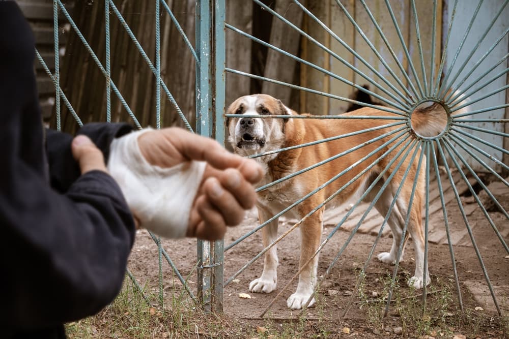 Dog Bite in man's hand