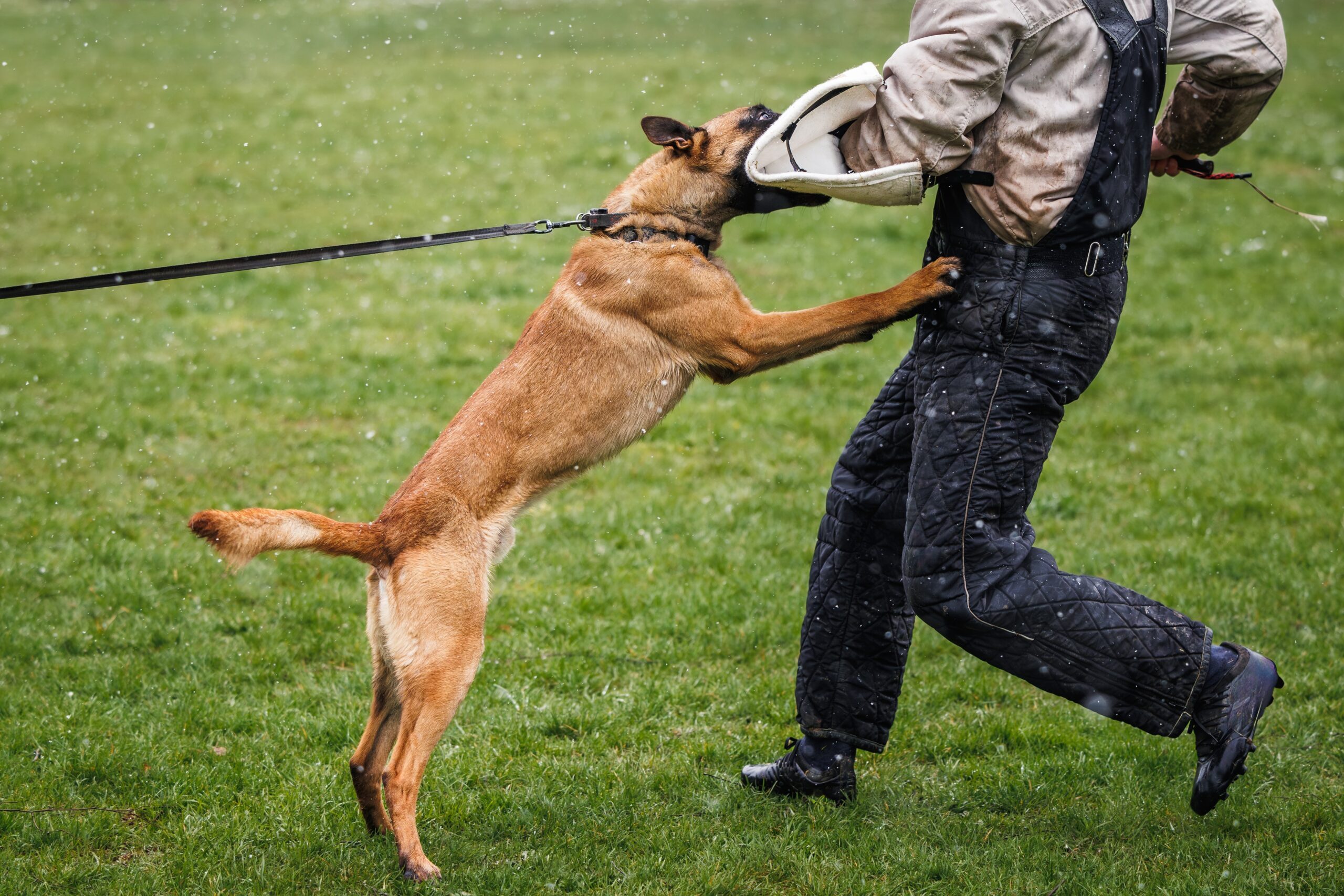 Texas Dog Bite Lawyers